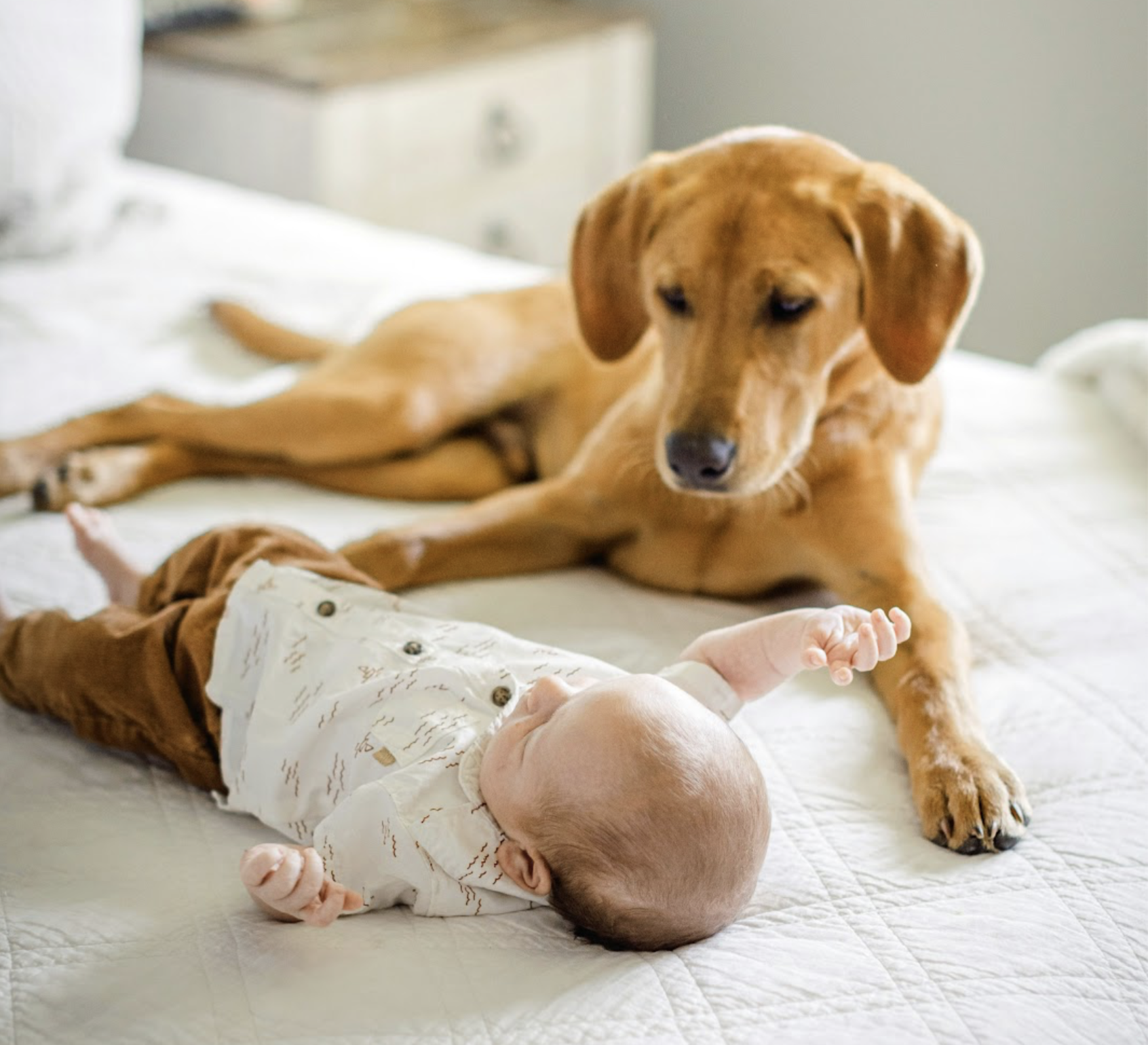 A dog lying next to a baby on a bed, looking at the baby with gentle curiosity.