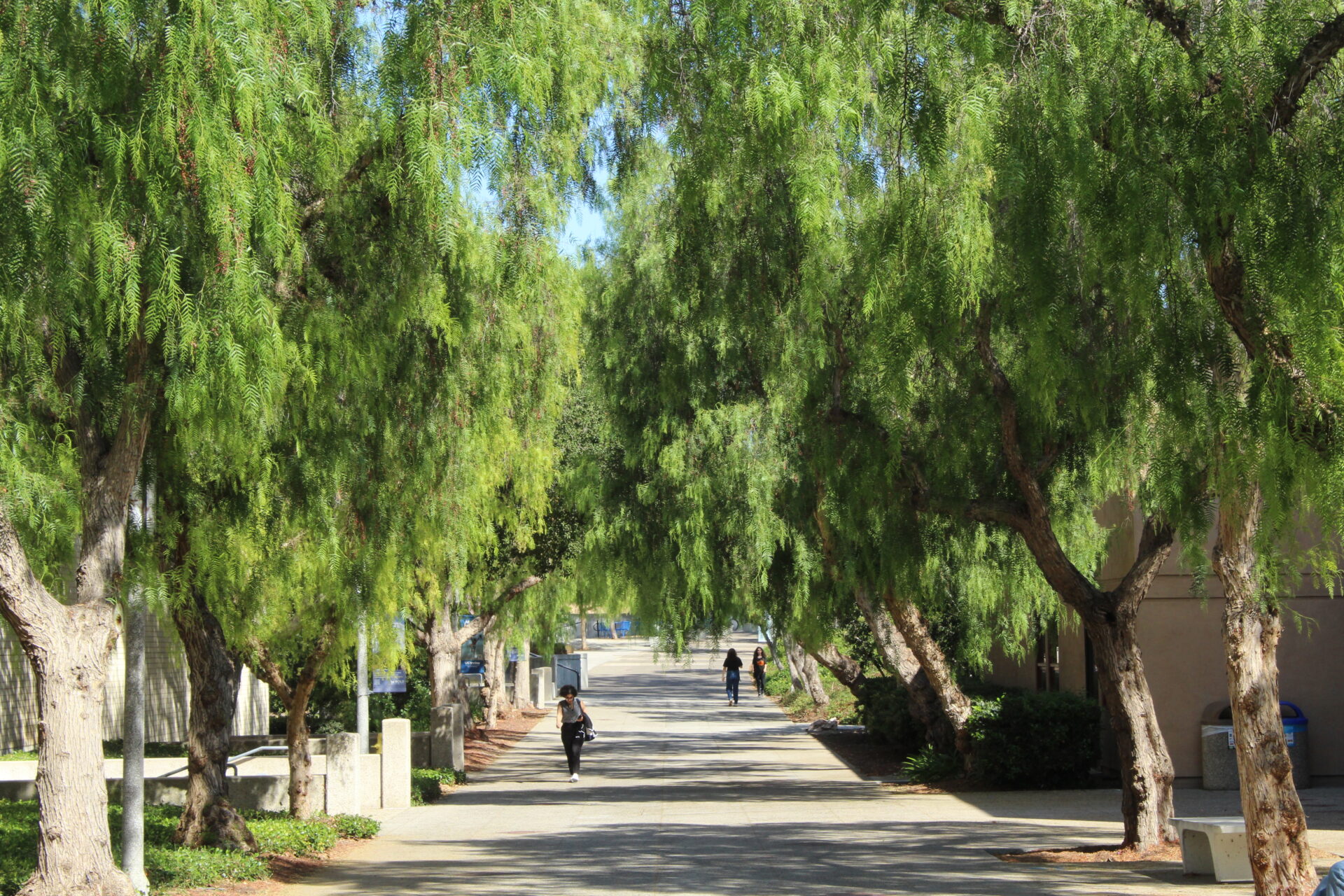 Students walking on a main walkway at UC Irvine. The walkway is surrounded by large and tall trees.