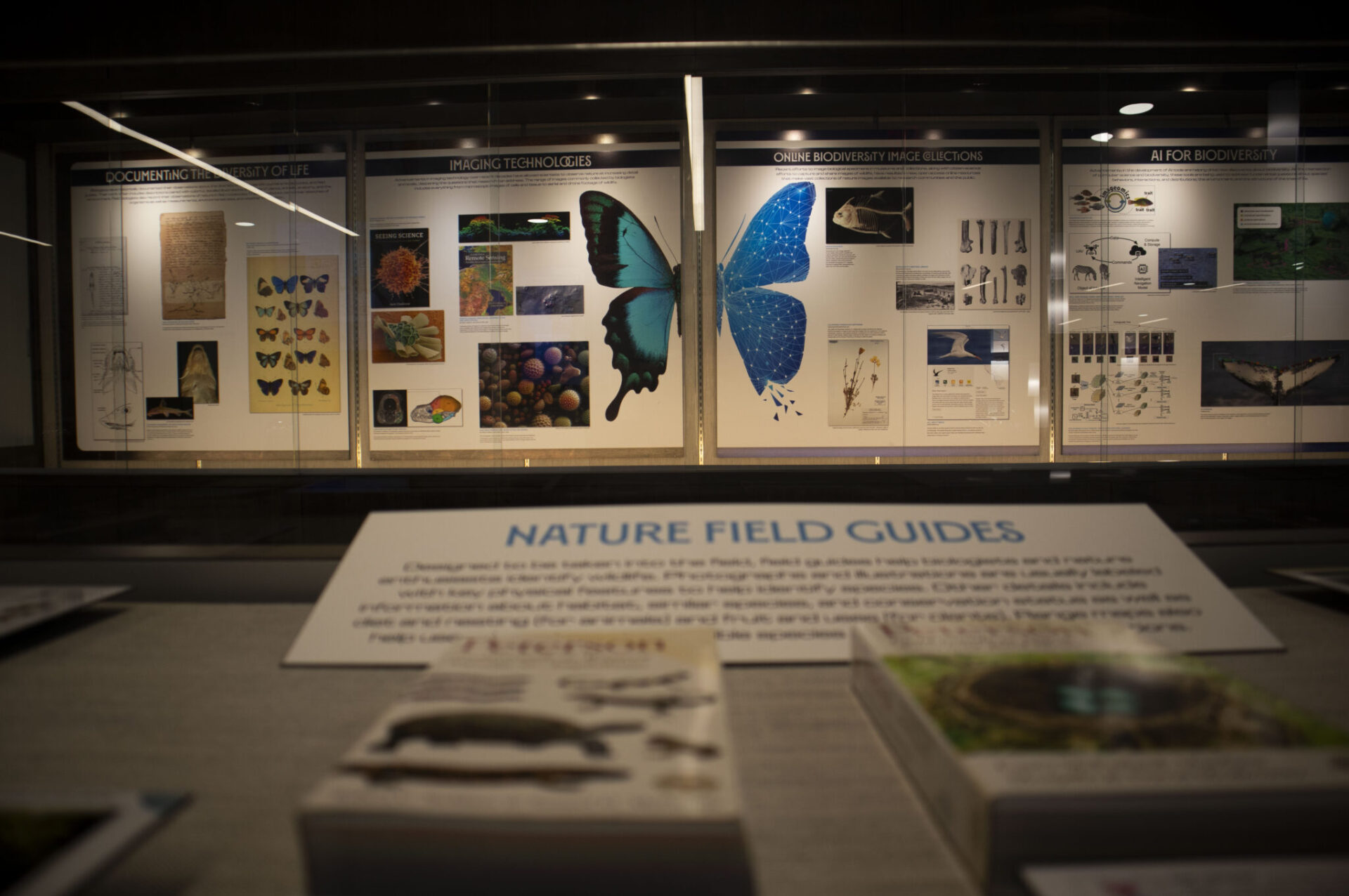 A glass window with images of butterflies, plants and animals are shown in the back. The foreground is a display with a sign that reads 