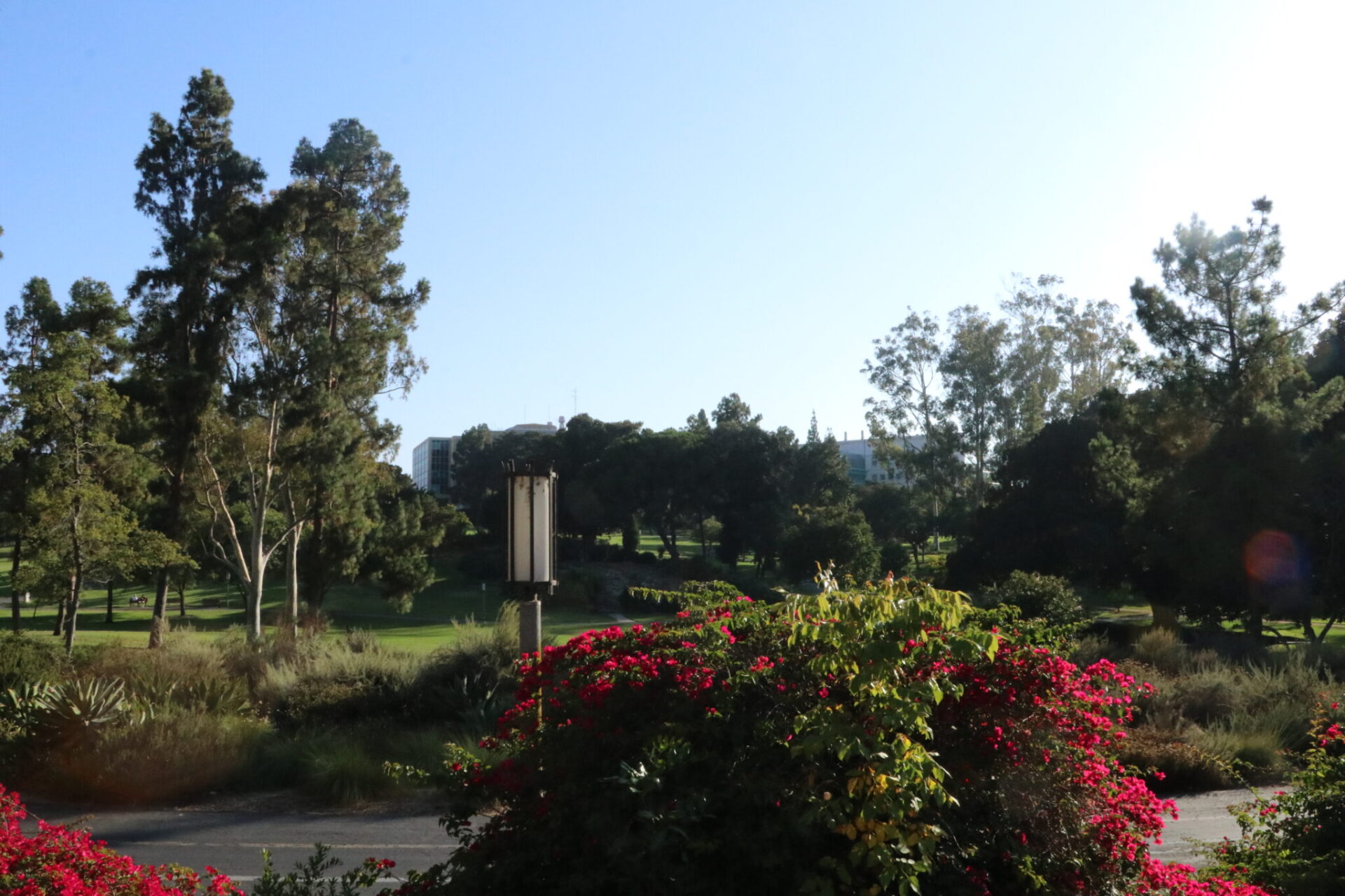 Aldrich Park is shown on a sunny day, with a red flower bush and lamp-post being shown at the front.