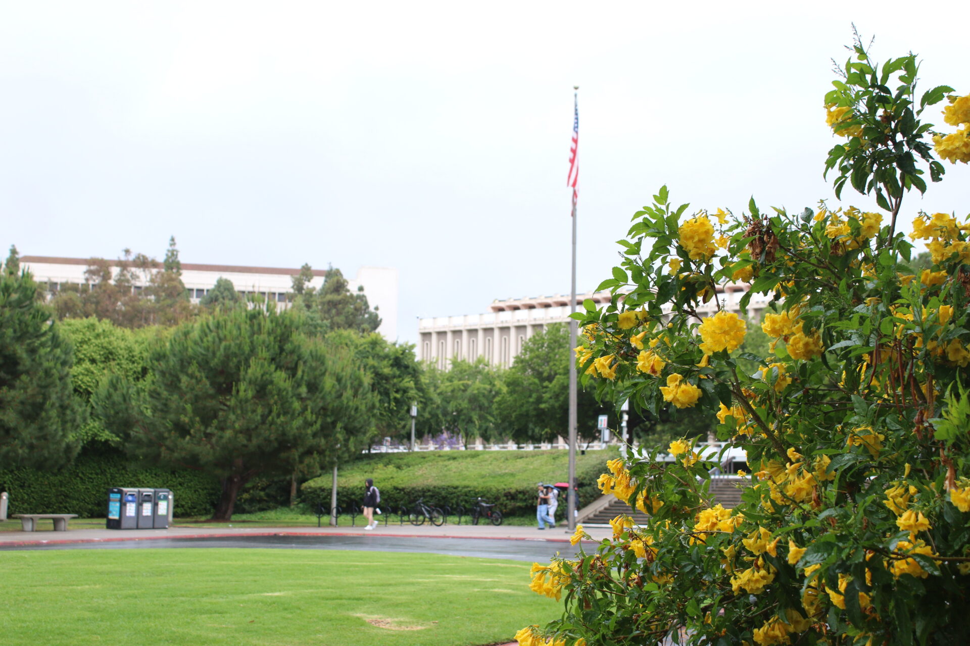 A photo of the flagpoles at UCI, taken from behind a shrub. Three students are walking on the sidewalk.