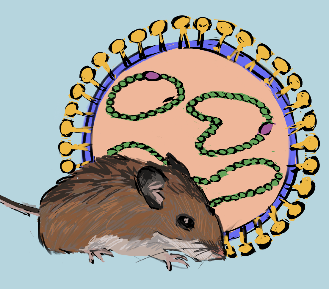 An illustration of a brown rat with a hantavirus cell structure in front of a light blue background.