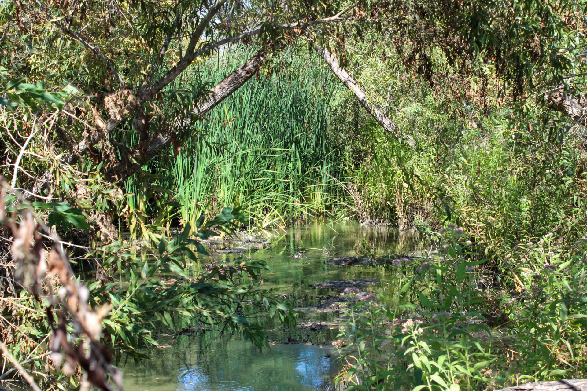 A marsh waterway framed by tree branches and tall cattails.