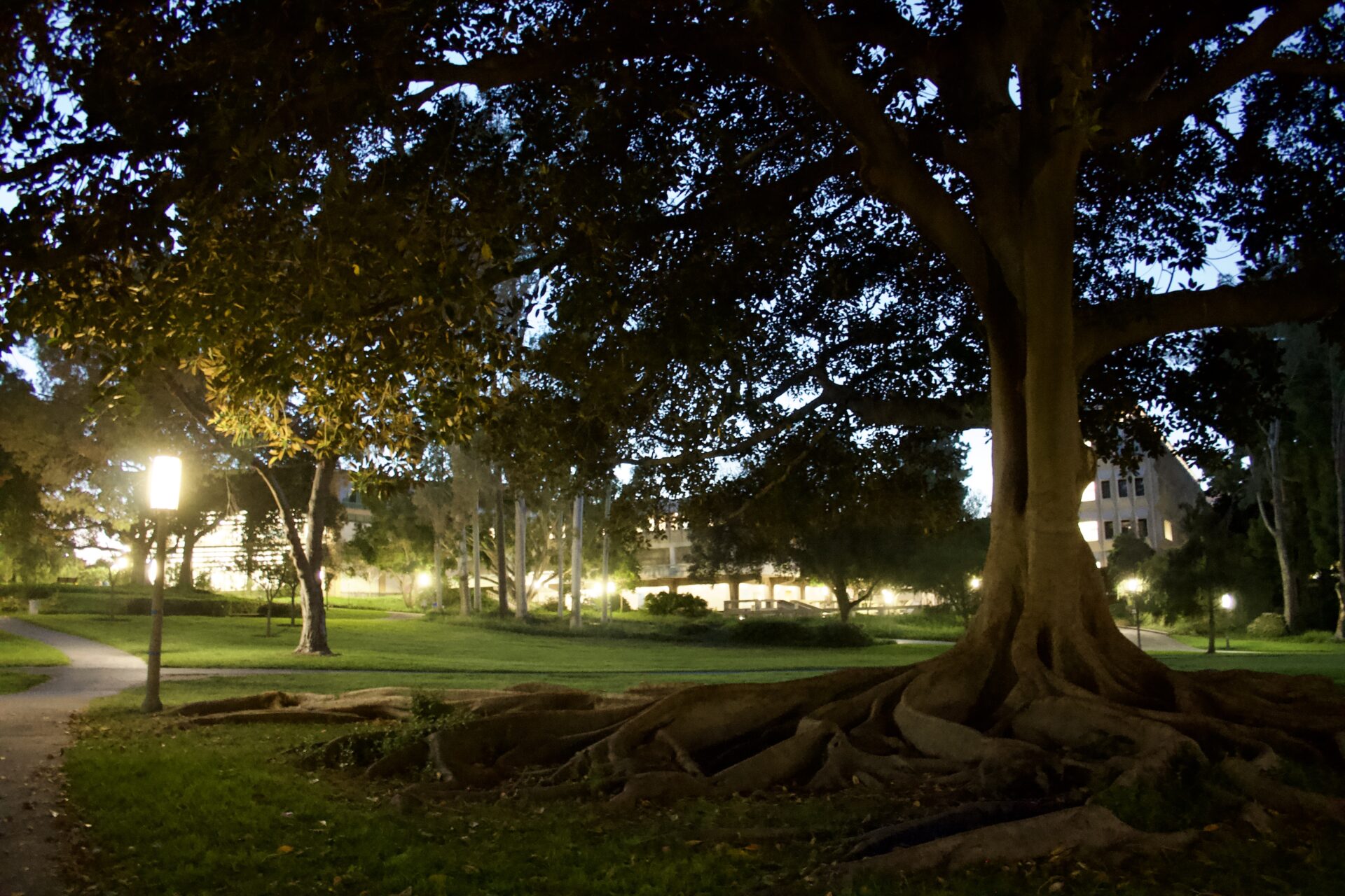 A tall, long-rooted tree is on the right side of the photo, with a brightly lit lamp to the left, illuminating the darkness.